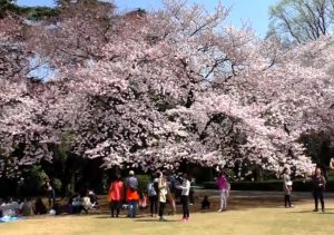 人気の新宿御苑でお花見について