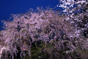 東京六義園のお花見