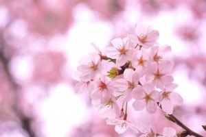 桜の開花写真