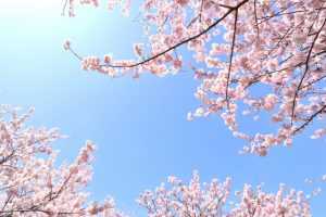 桜の開花時期