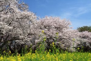 横浜三ッ池公園のお花見