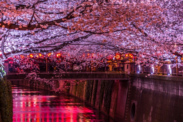 目黒川の桜トンネル