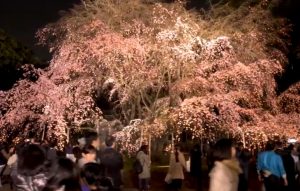 六義園のしだれ桜のライトアップ